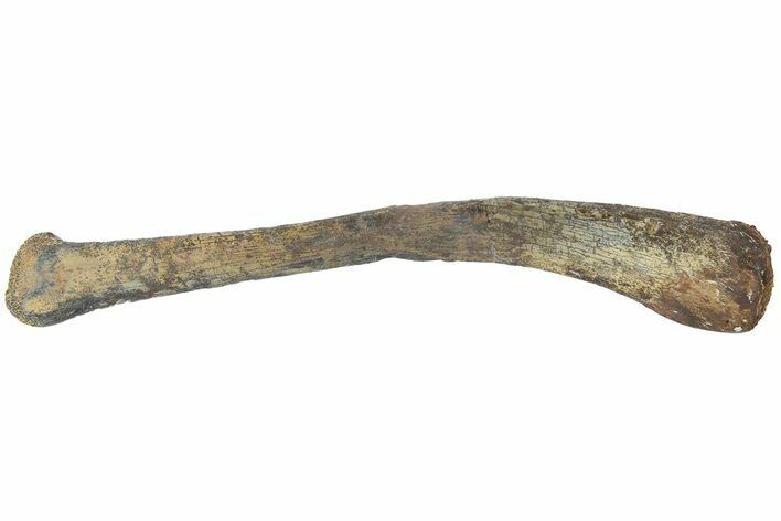 Fossil Dinosaur Ulna Bone - Hell Creek Formation, Montana #184633